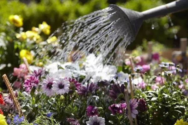 雏菊种子的种植方法,喜欢在温暖的环境中生长