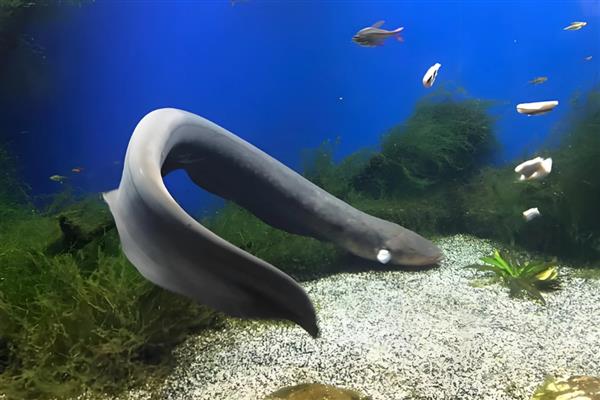 电鳗简介,是与鲶形目近缘的一类淡水鱼类