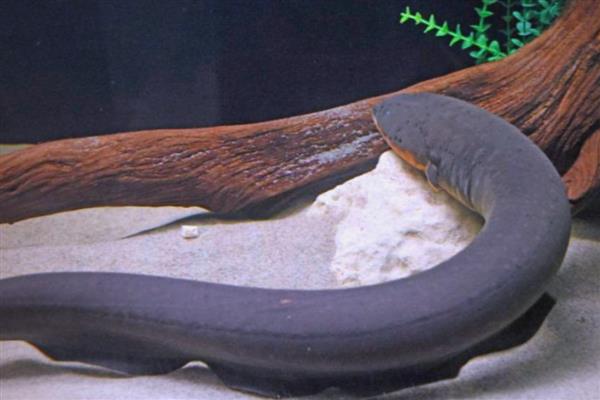 电鳗简介,是与鲶形目近缘的一类淡水鱼类