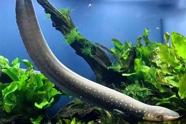 电鳗简介,是与鲶形目近缘的一类淡水鱼类