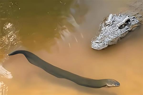 电鳗简介,是与鲶形目近缘的一类淡水鱼类