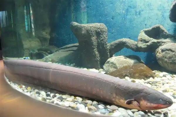 电鳗简介,是与鲶形目近缘的一类淡水鱼类