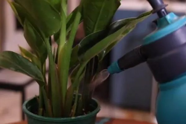 天堂鸟怎么养，生长期要每半个月施一次肥