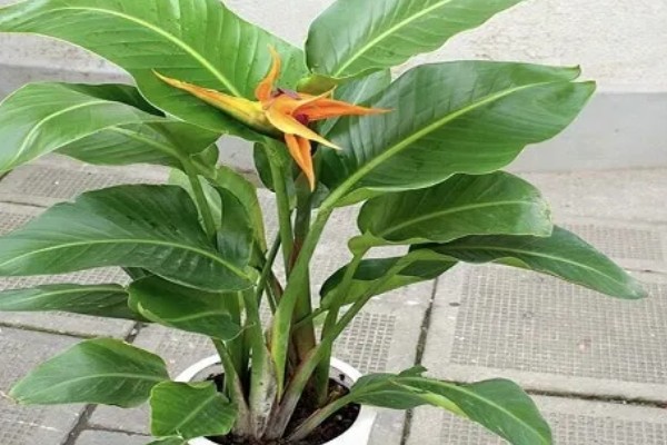 天堂鸟怎么养，生长期要每半个月施一次肥