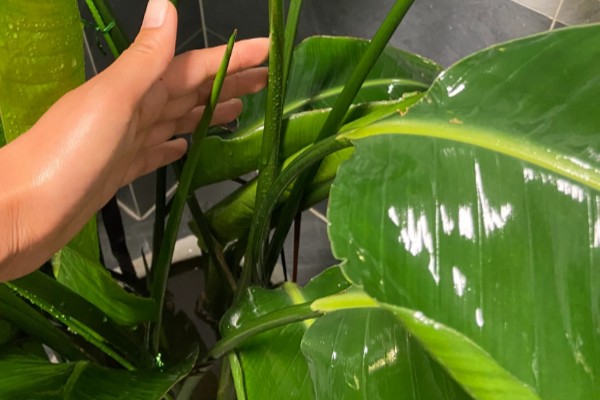 天堂鸟怎么养，生长期要每半个月施一次肥