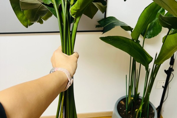 天堂鸟怎么养，生长期要每半个月施一次肥