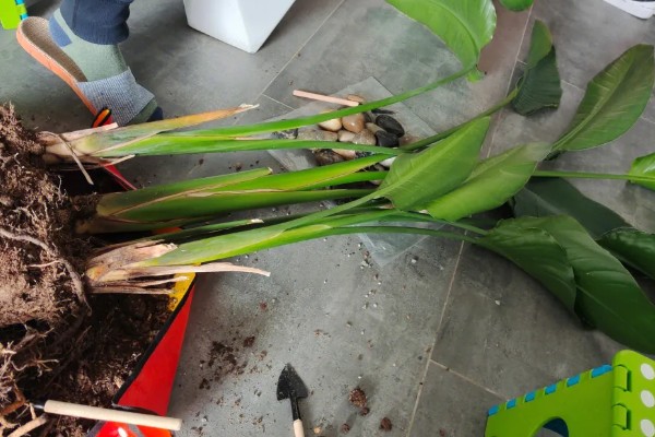 天堂鸟怎么养，生长期要每半个月施一次肥