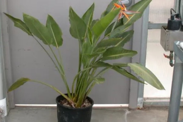 天堂鸟怎么养，生长期要每半个月施一次肥