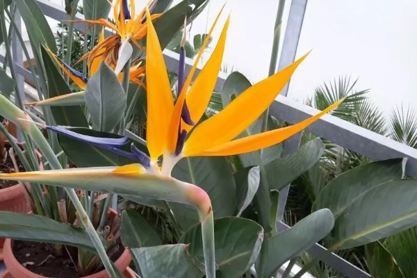 天堂鸟怎么养，生长期要每半个月施一次肥