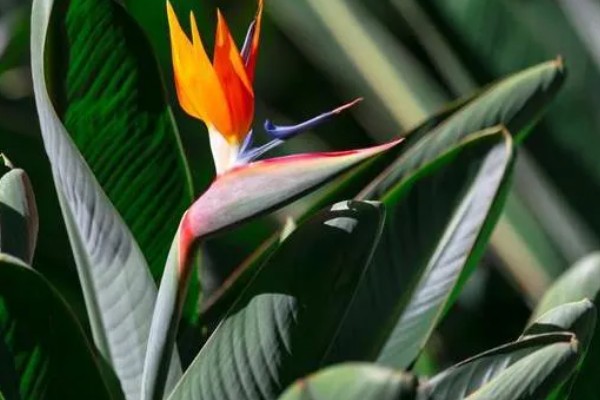 天堂鸟怎么养，生长期要每半个月施一次肥