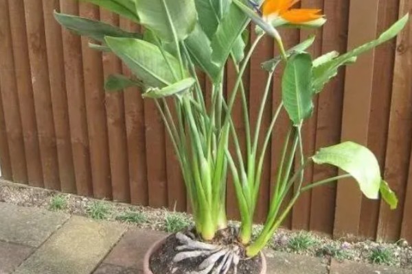 天堂鸟怎么养，生长期要每半个月施一次肥