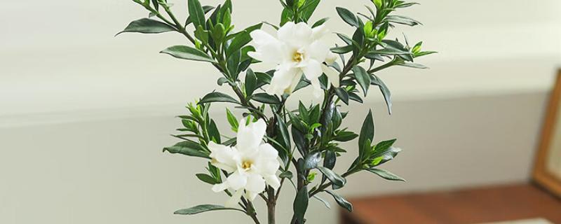 栀子花怎么养殖，进入生长期每隔7天施加一次肥料