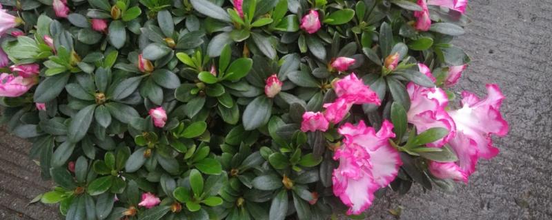 西洋杜鹃的养殖方法，15天左右施加一次稀薄的氮肥