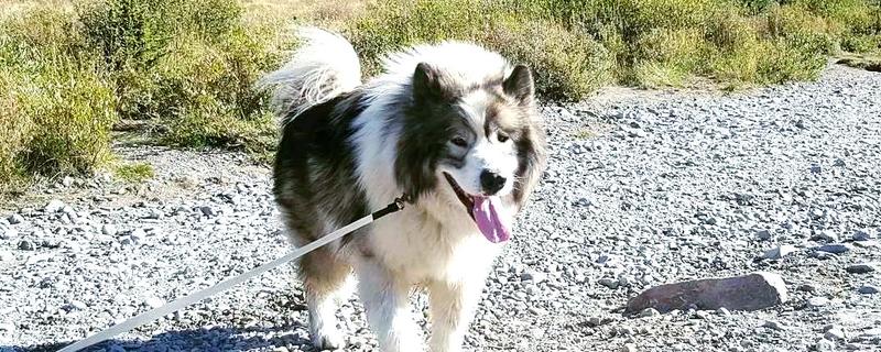 爱斯基摩犬怎么训练，每次训练时间不宜超过10分钟