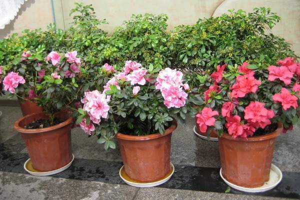 西洋杜鹃的养殖方法,15天左右施加一次稀薄的氮肥