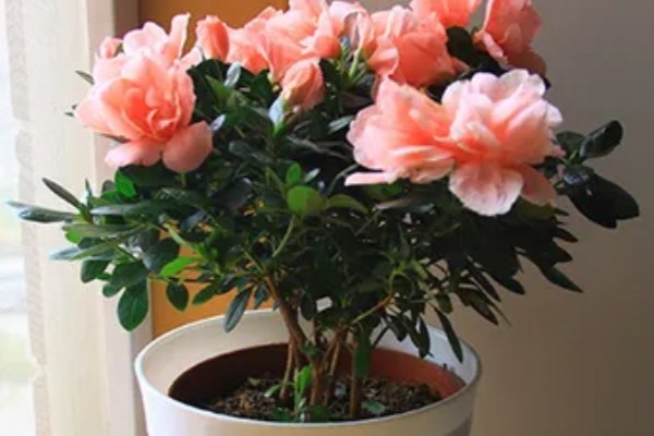 西洋杜鹃的养殖方法,15天左右施加一次稀薄的氮肥