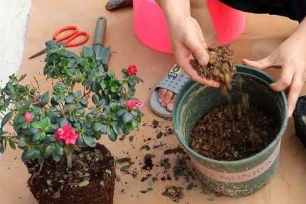 西洋杜鹃的养殖方法,15天左右施加一次稀薄的氮肥