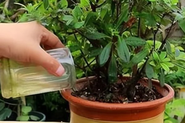 西洋杜鹃的养殖方法,15天左右施加一次稀薄的氮肥