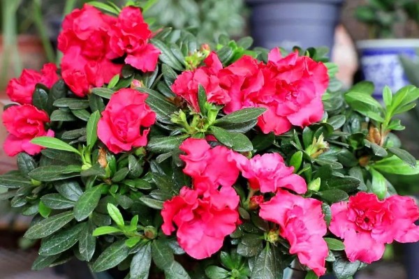 西洋杜鹃的养殖方法,15天左右施加一次稀薄的氮肥