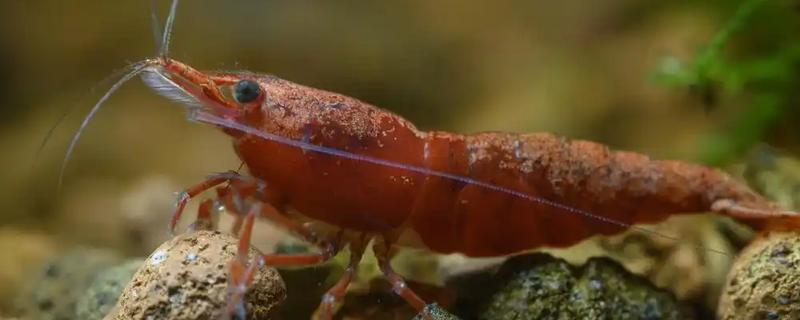 一只虾能繁殖吗，都需要两只才能繁殖