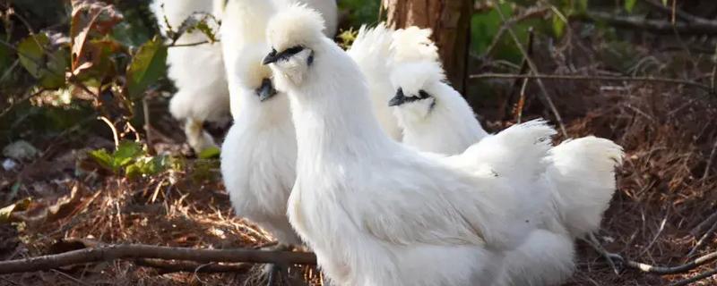 鸡有哪些品种，常见的有乌鸡、红腹锦鸡等