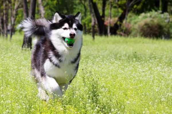 爱斯基摩犬怎么训练,每次训练时间不宜超过10分钟