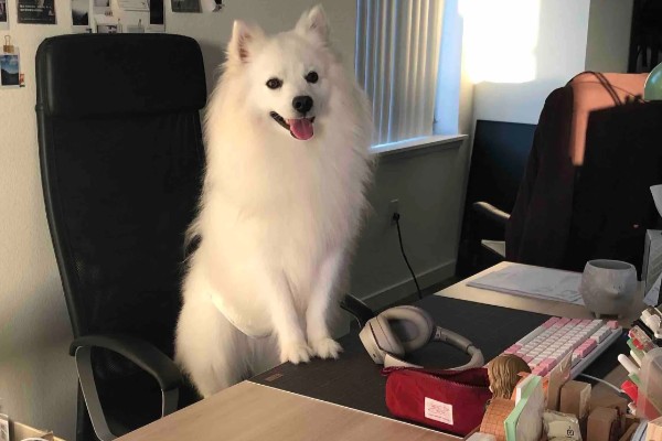爱斯基摩犬怎么训练,每次训练时间不宜超过10分钟
