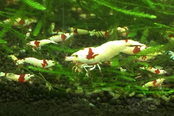 一只虾能繁殖吗，都需要两只才能繁殖