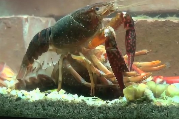 一只虾能繁殖吗，都需要两只才能繁殖