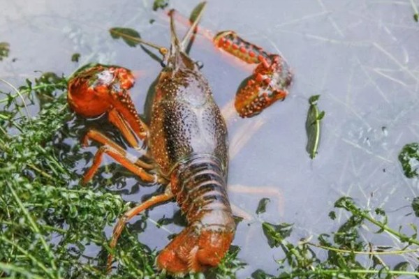 一只虾能繁殖吗，都需要两只才能繁殖