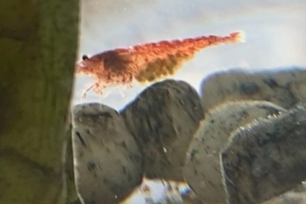 一只虾能繁殖吗，都需要两只才能繁殖