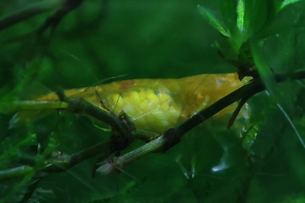 一只虾能繁殖吗，都需要两只才能繁殖