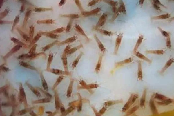 一只虾能繁殖吗，都需要两只才能繁殖