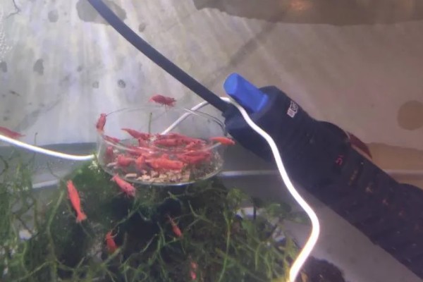 一只虾能繁殖吗，都需要两只才能繁殖