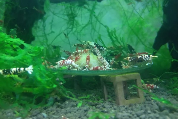 一只虾能繁殖吗，都需要两只才能繁殖