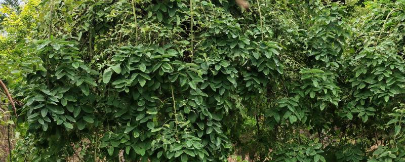 龙爪槐怎么养殖，生长盛期追施1-2次肥液