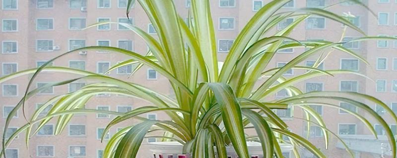 常见的水培花卉，有龟背竹、米兰、君子兰等