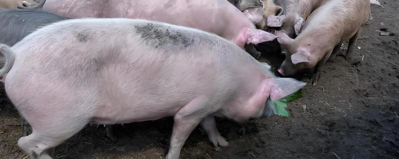 非洲猪瘟病毒有哪些症状，发病时体温升高至41℃