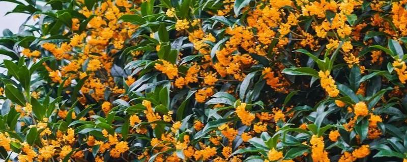 桂花的形态特征，株高3-5米之间