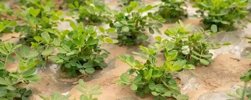 花生缺苗能移栽吗，长出3-4片真叶后进行移栽