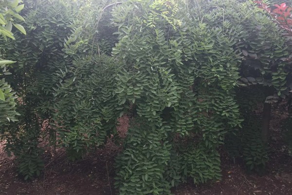 龙爪槐怎么养殖,生长盛期追施1-2次肥液
