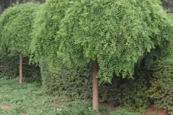 龙爪槐怎么养殖,生长盛期追施1-2次肥液