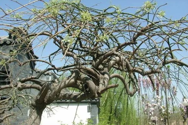 龙爪槐怎么养殖,生长盛期追施1-2次肥液