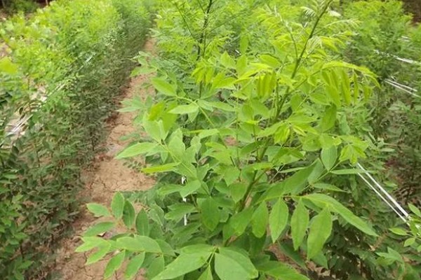 龙爪槐怎么养殖,生长盛期追施1-2次肥液
