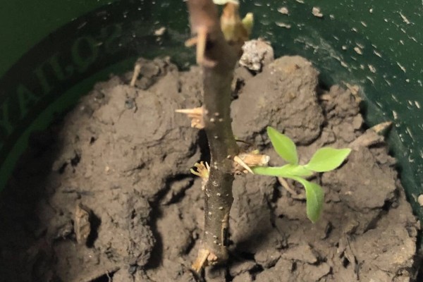 龙爪槐怎么养殖,生长盛期追施1-2次肥液