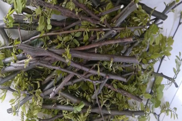 龙爪槐怎么养殖,生长盛期追施1-2次肥液