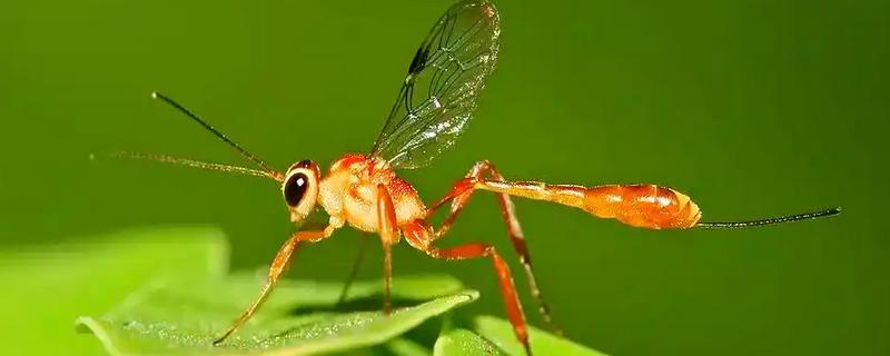 寄生蜂有什么品种，常见小蜂、姬蜂等4个品种