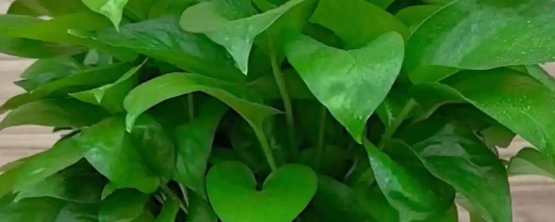 绿萝的简介，是一种常绿藤本植物