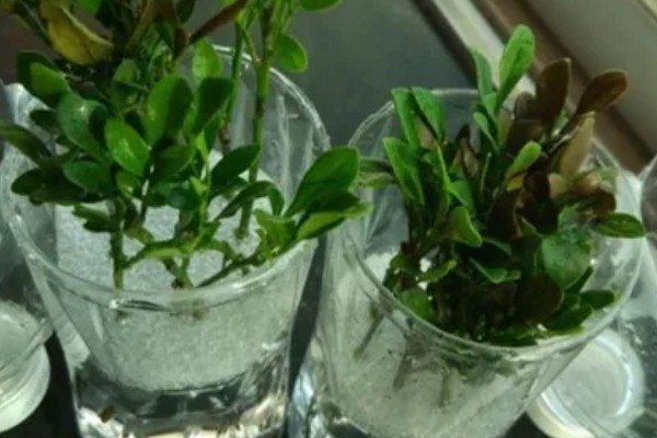 常见的水培花卉，有龟背竹、米兰、君子兰等