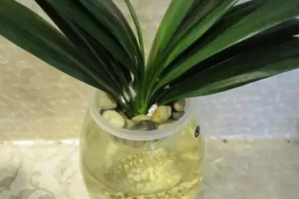 常见的水培花卉，有龟背竹、米兰、君子兰等